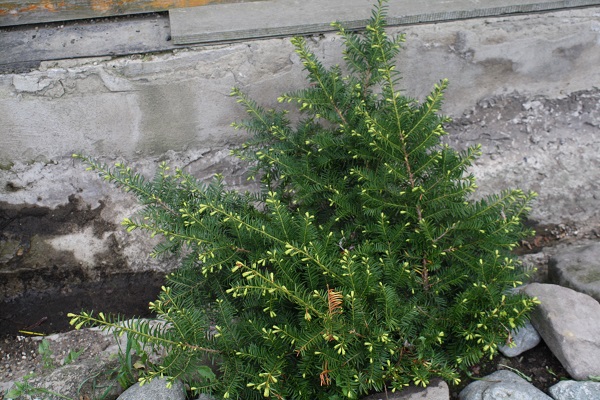 Первый слайд