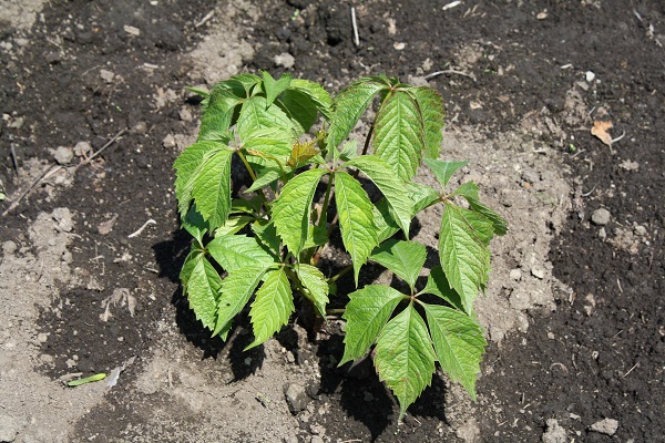 Первый слайд