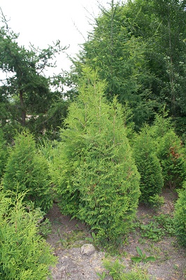 Первый слайд