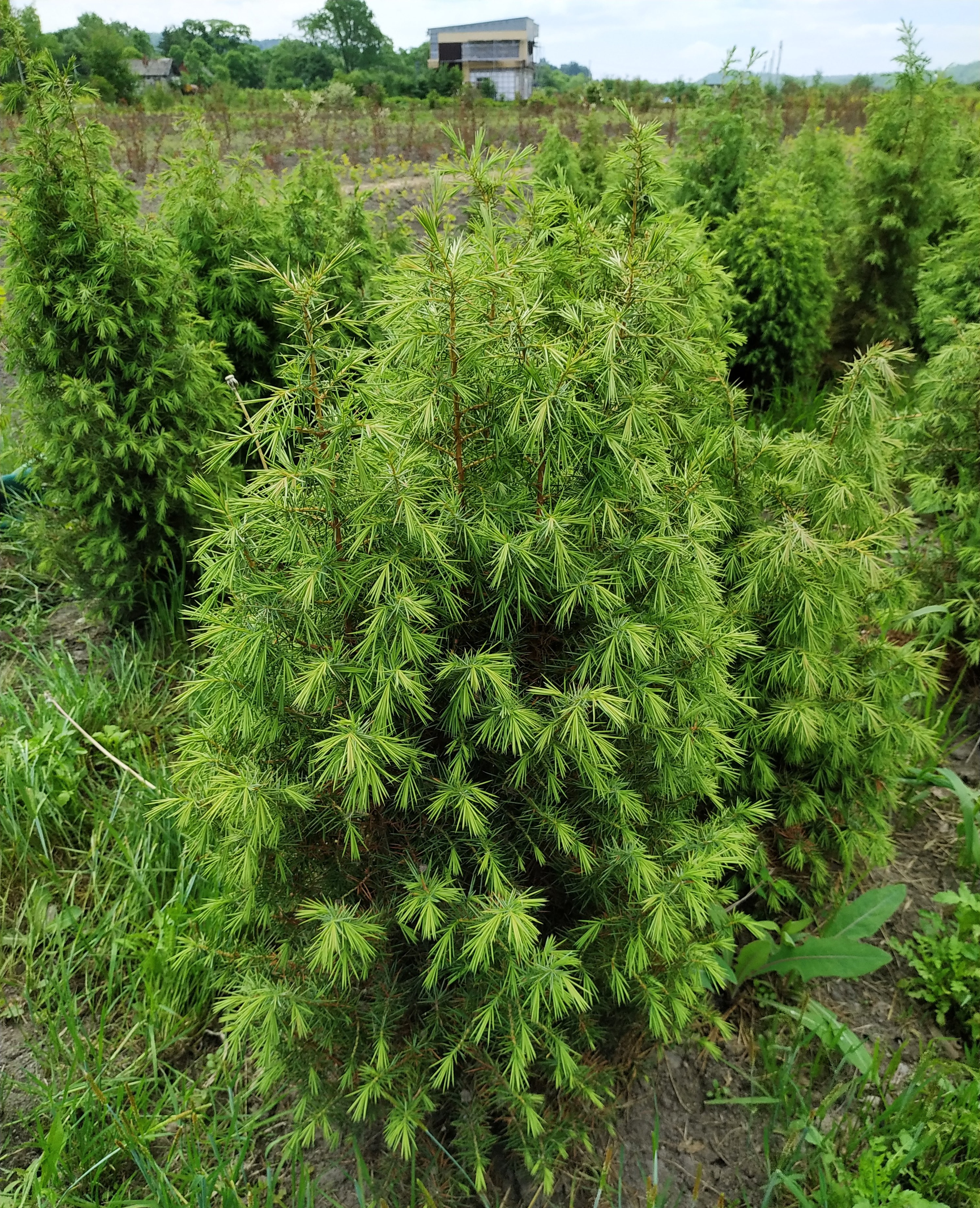 Первый слайд