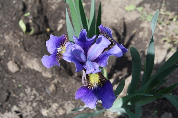 Первый слайд