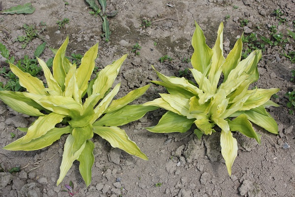 Первый слайд