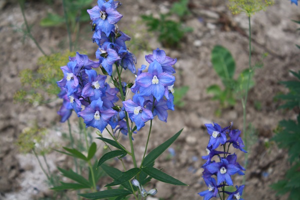 Первый слайд