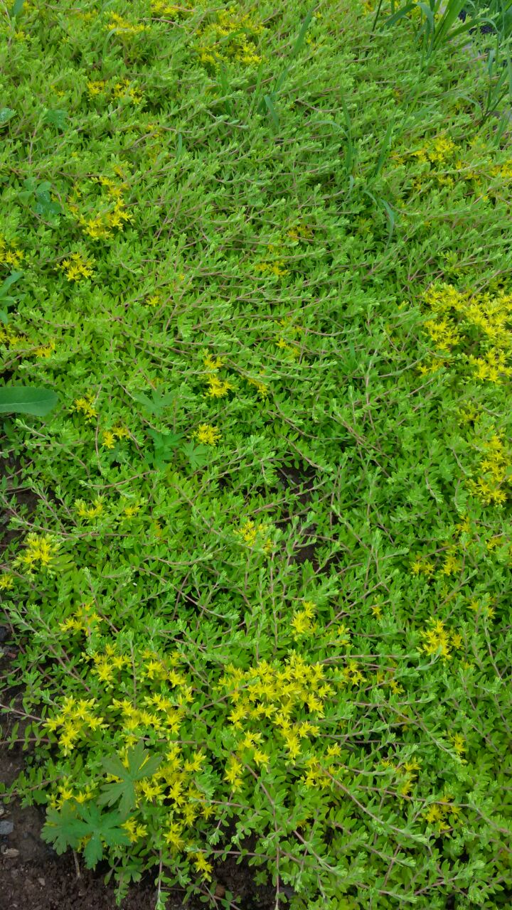 Первый слайд