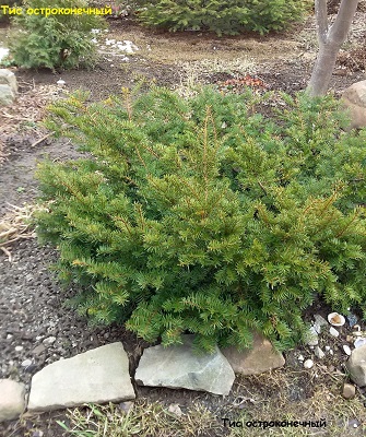 Первый слайд