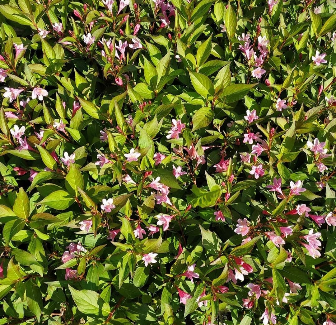 Первый слайд