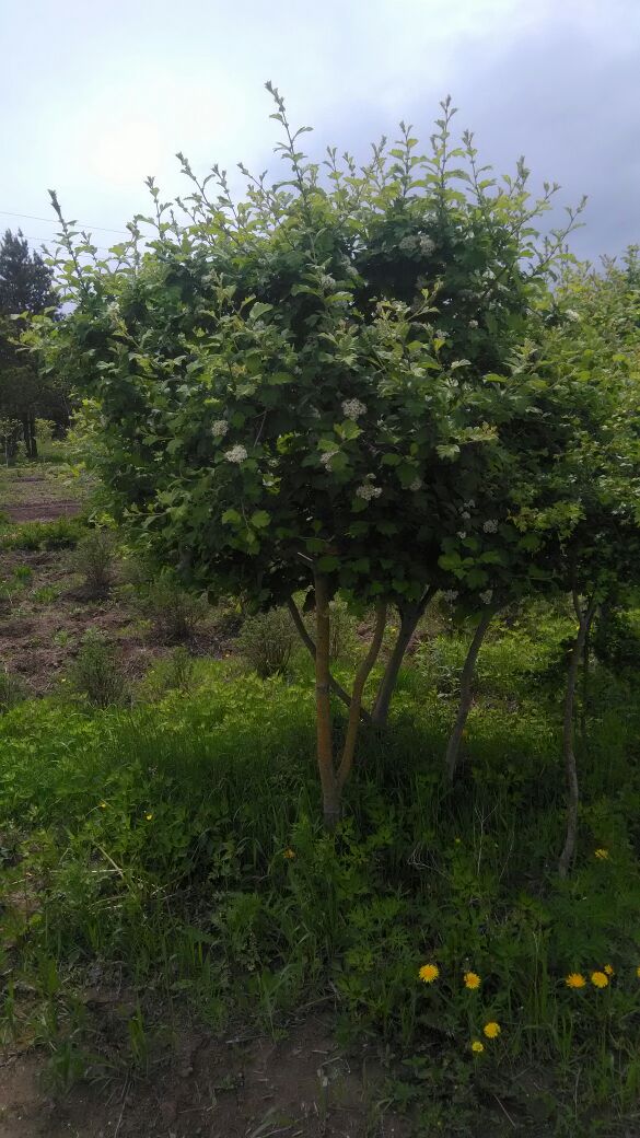 Первый слайд