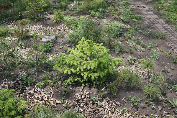 Первый слайд