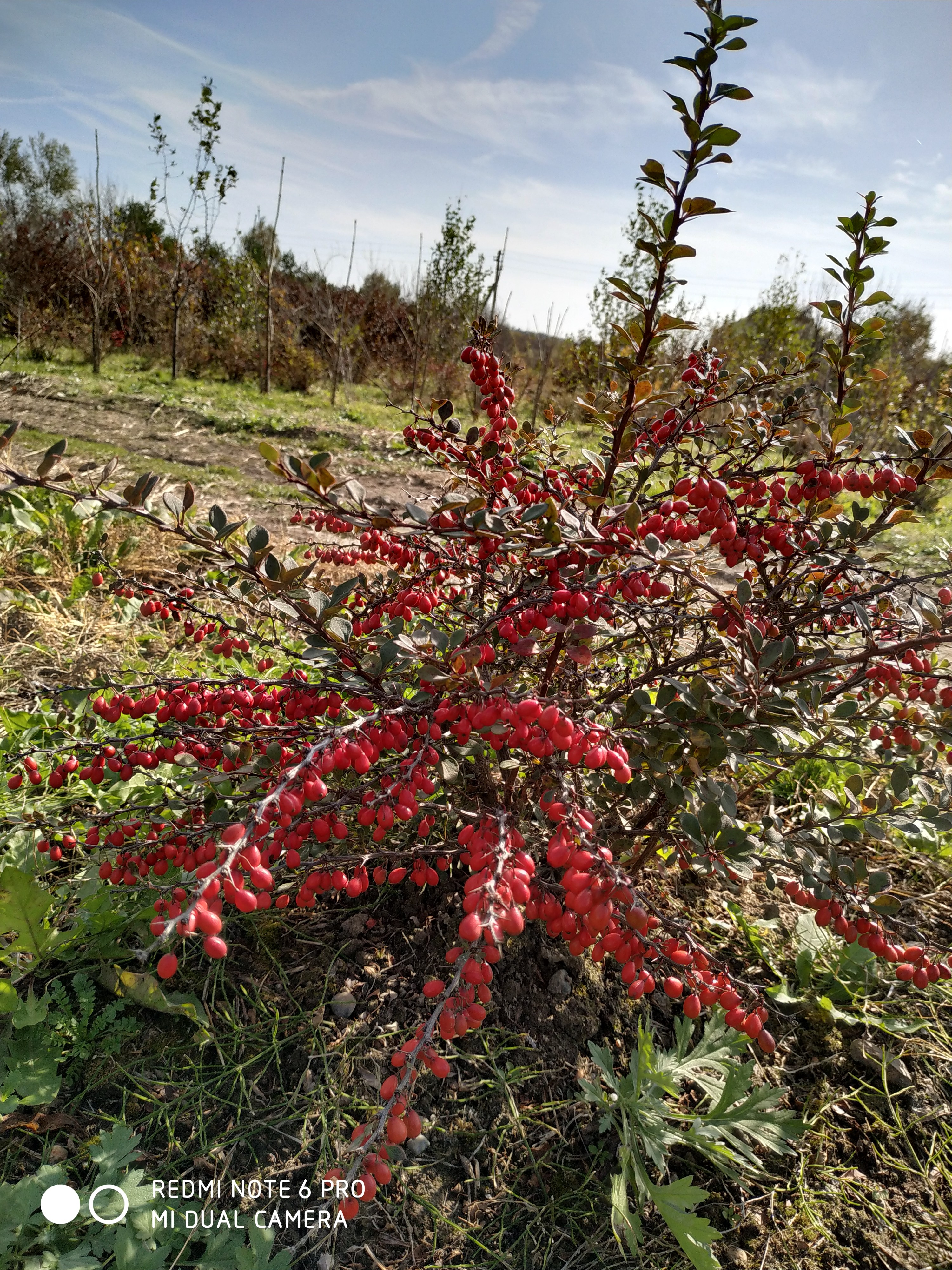Первый слайд