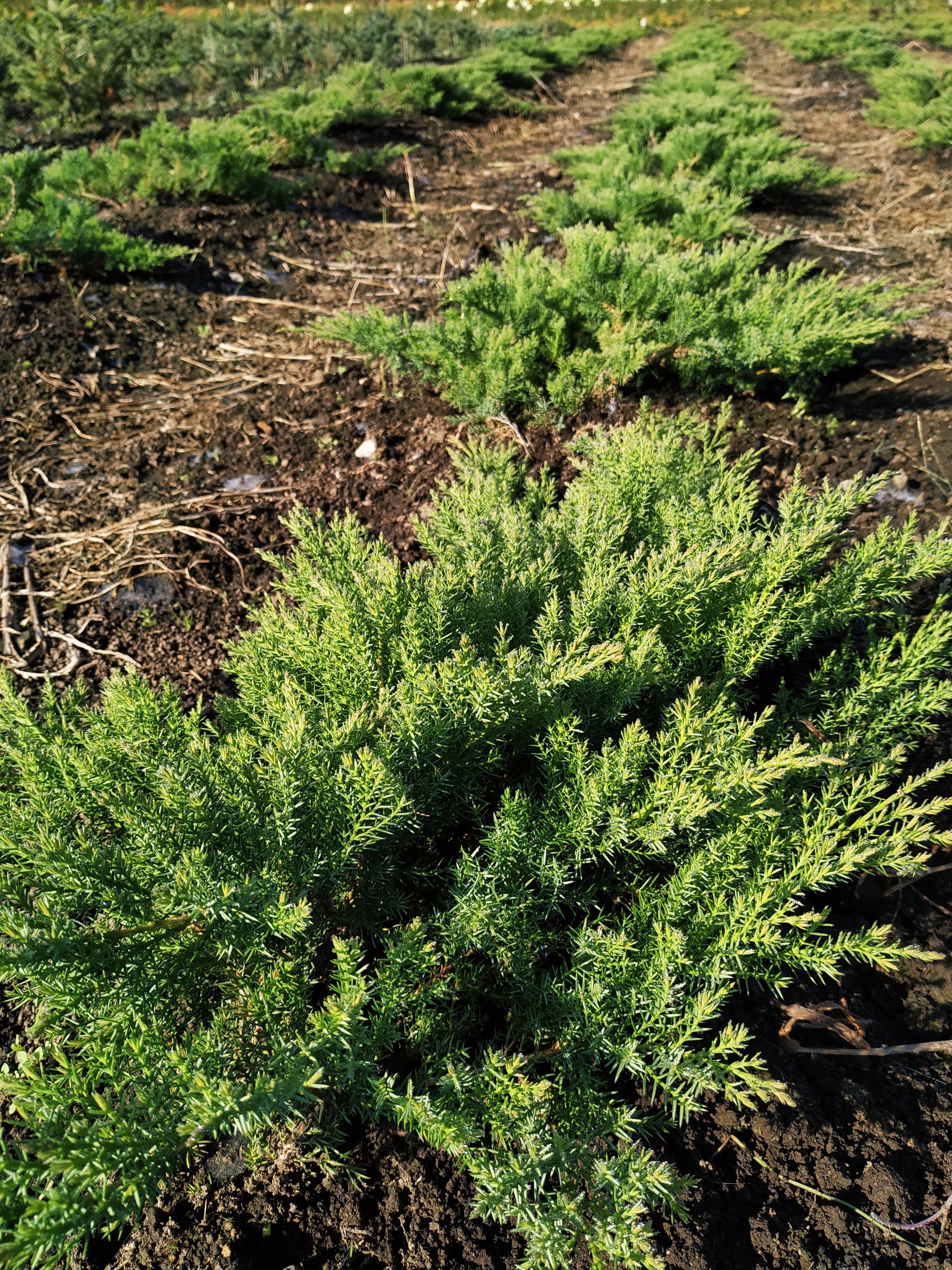 Первый слайд