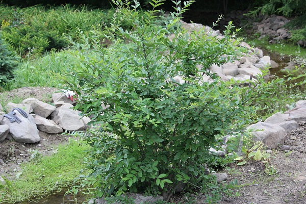 Первый слайд