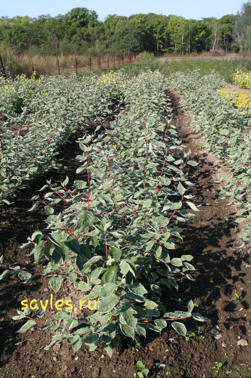 Первый слайд