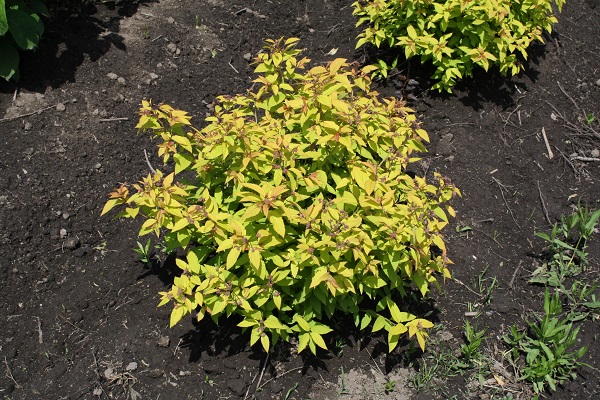 Первый слайд