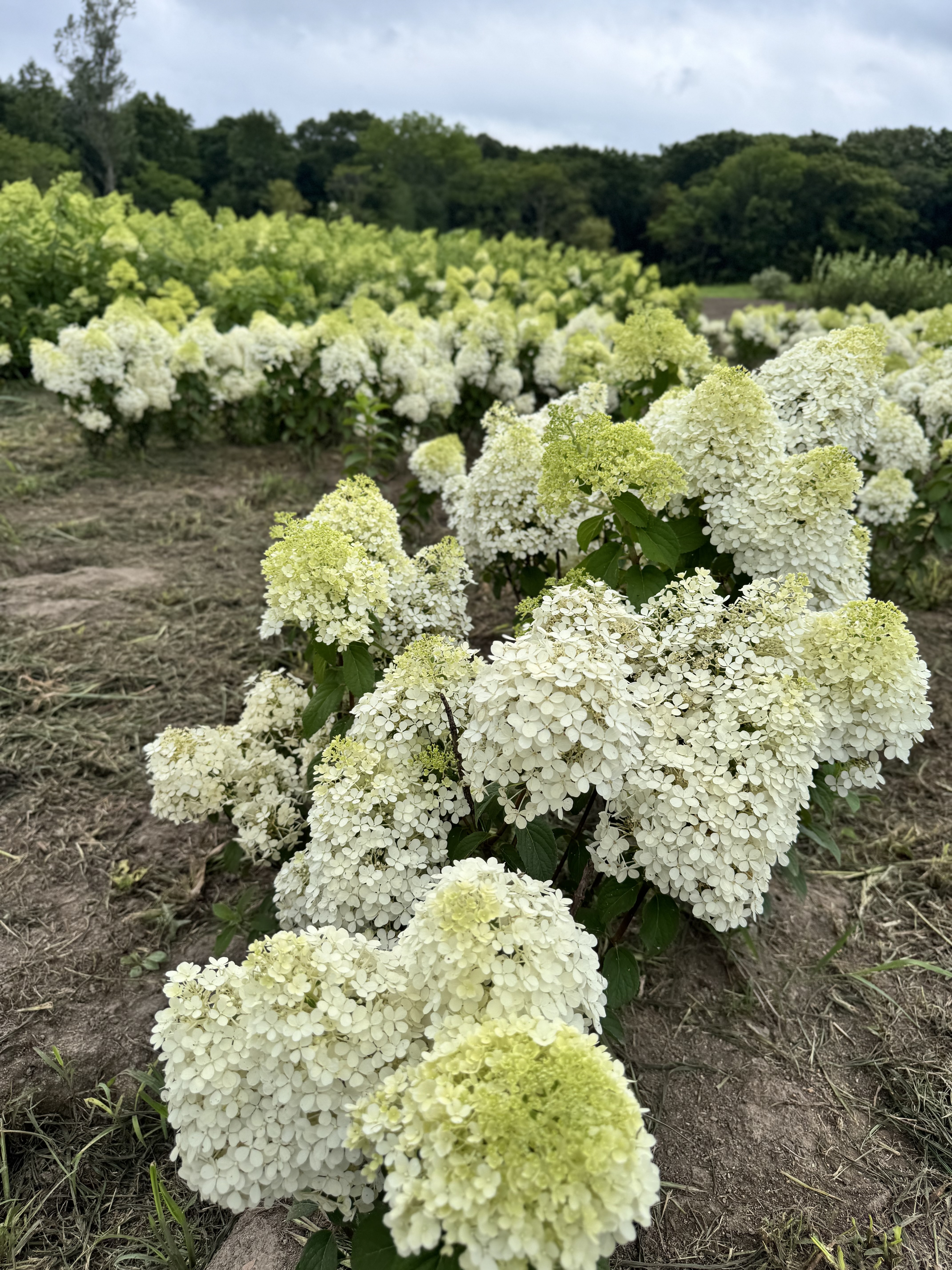 Первый слайд