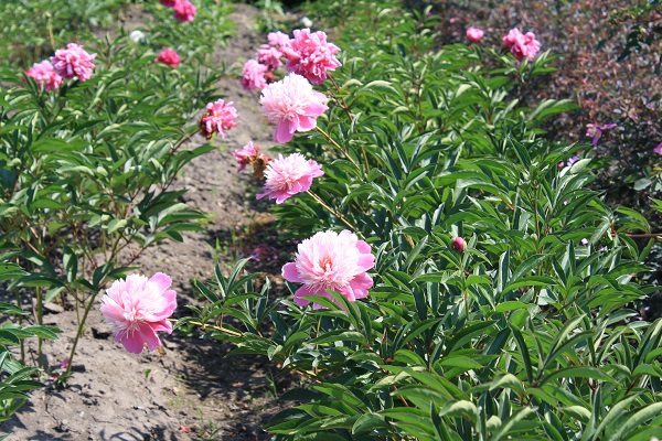 Первый слайд