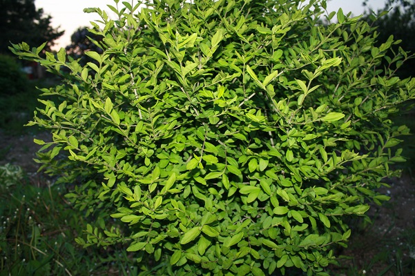 Первый слайд