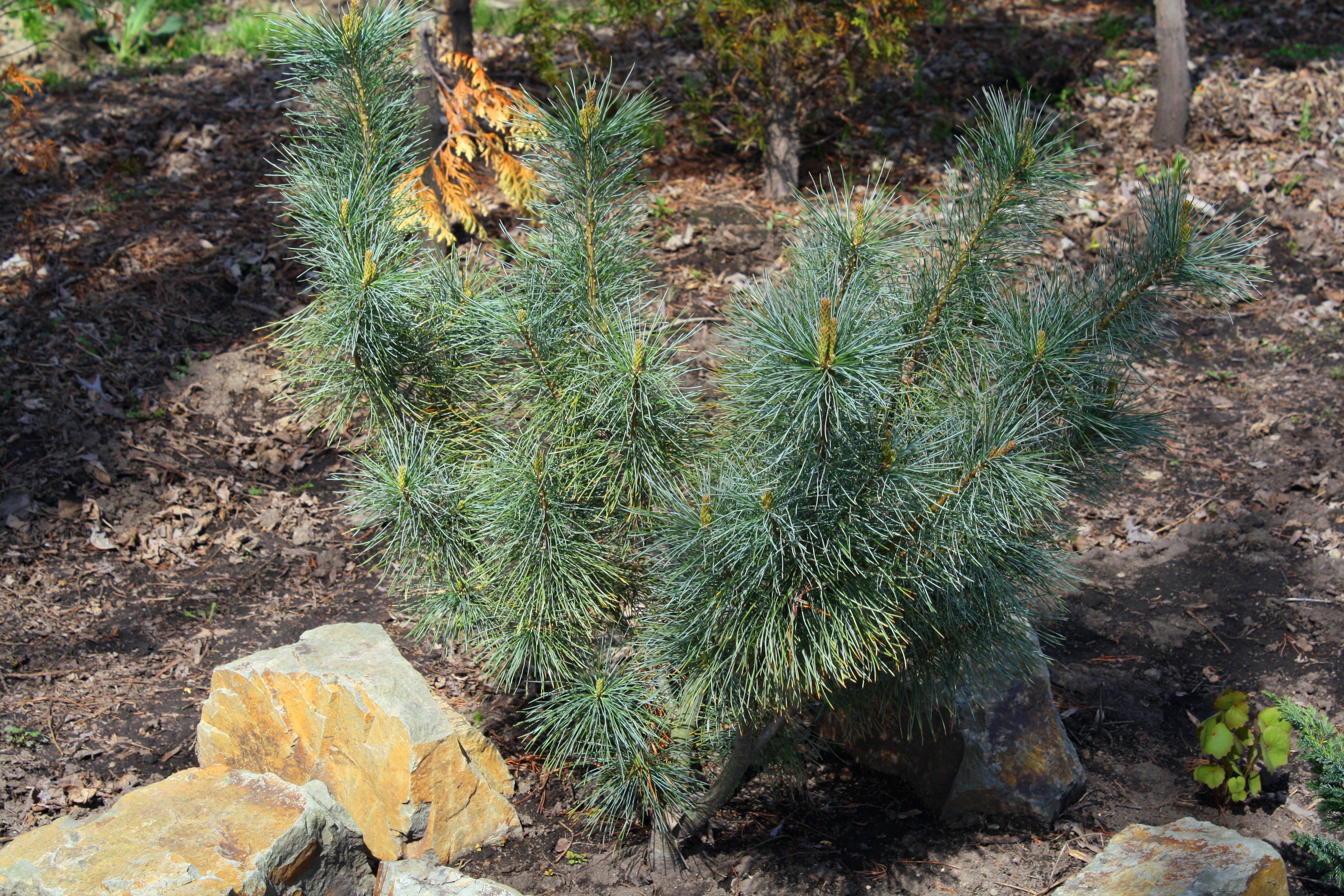 Первый слайд
