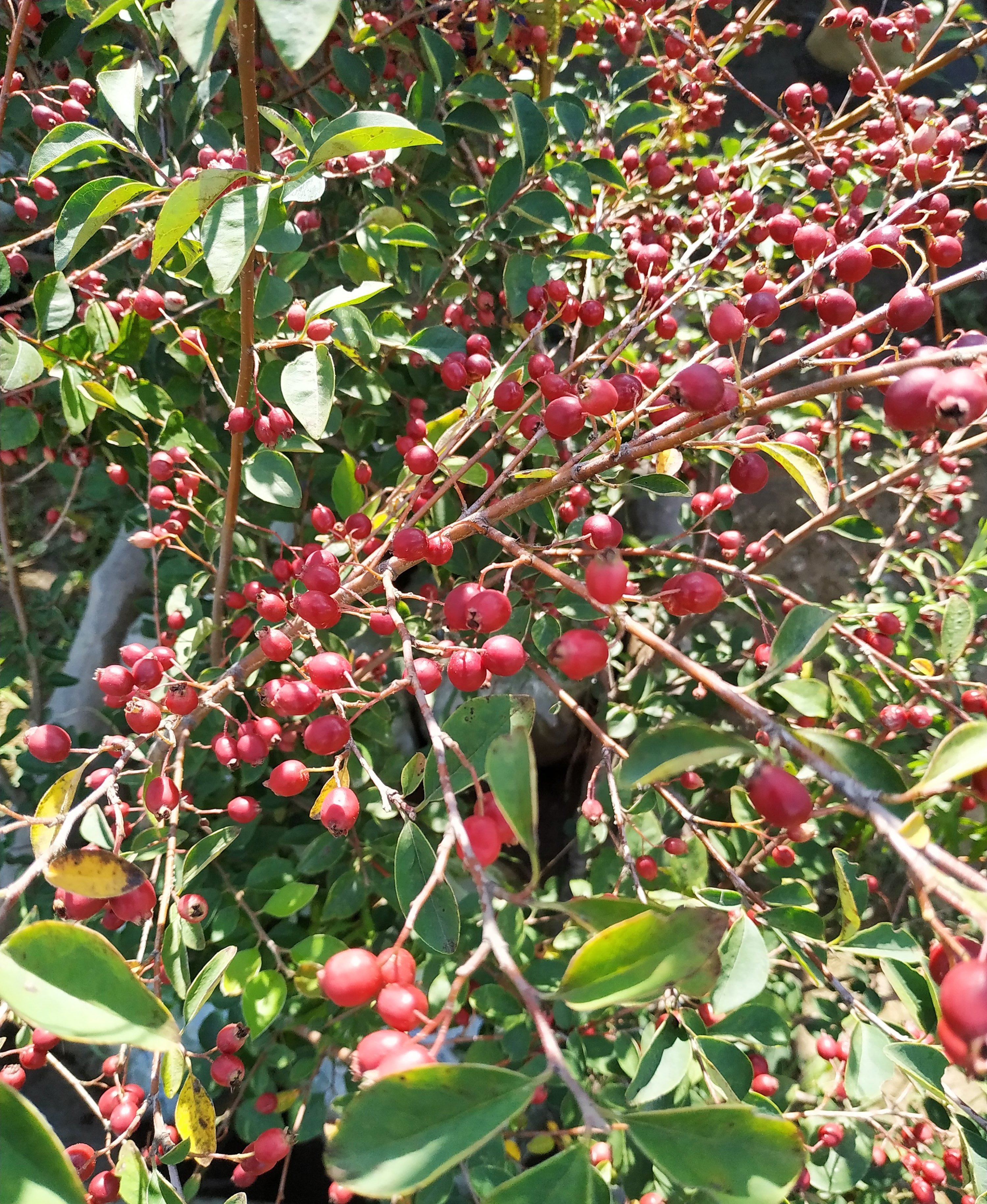 Первый слайд