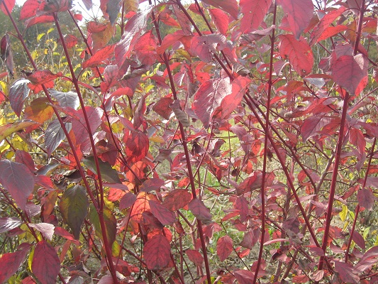 Первый слайд