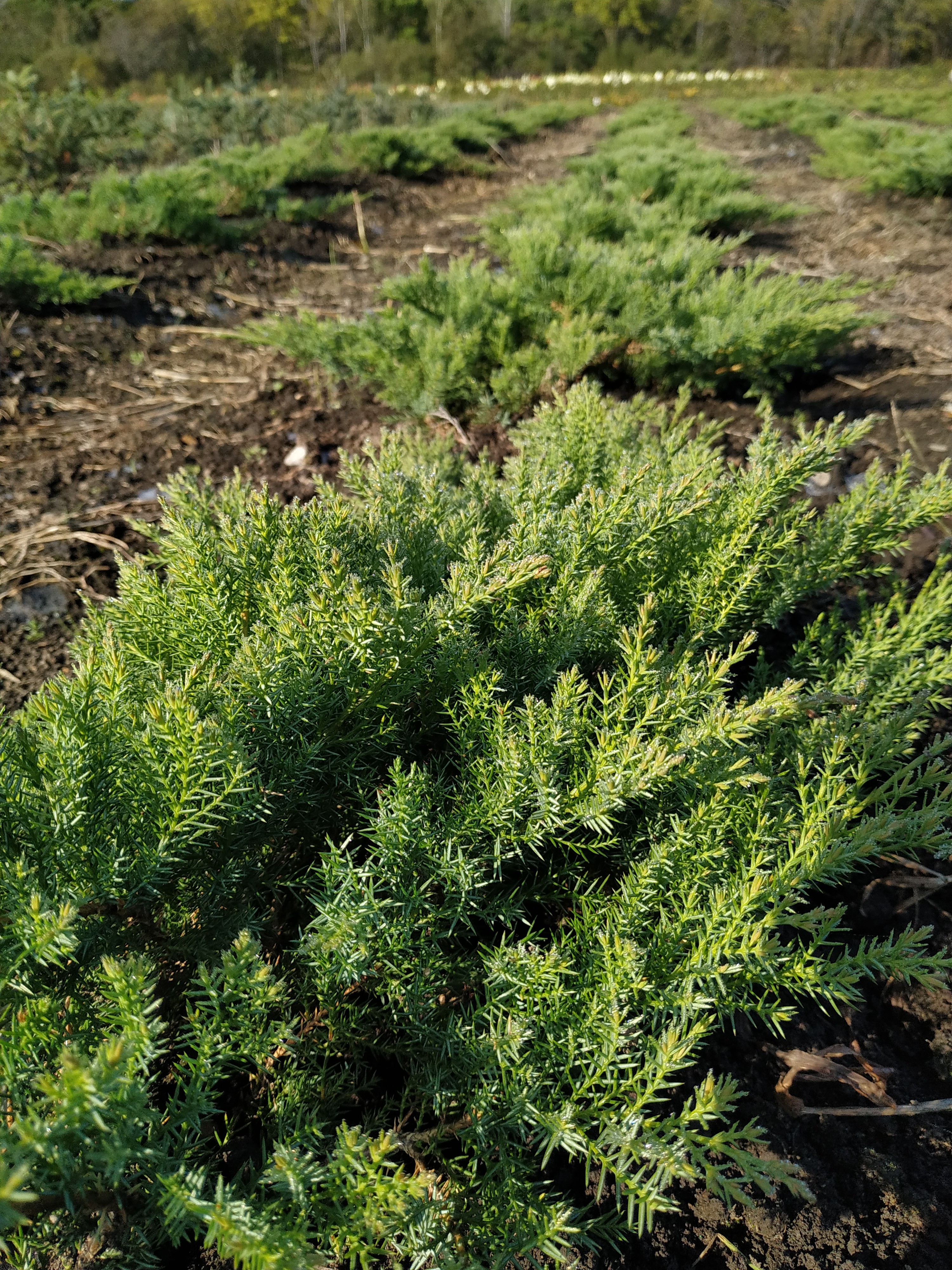 Первый слайд
