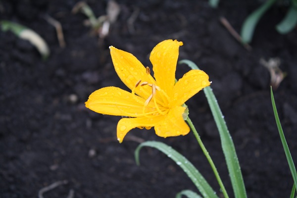 Первый слайд