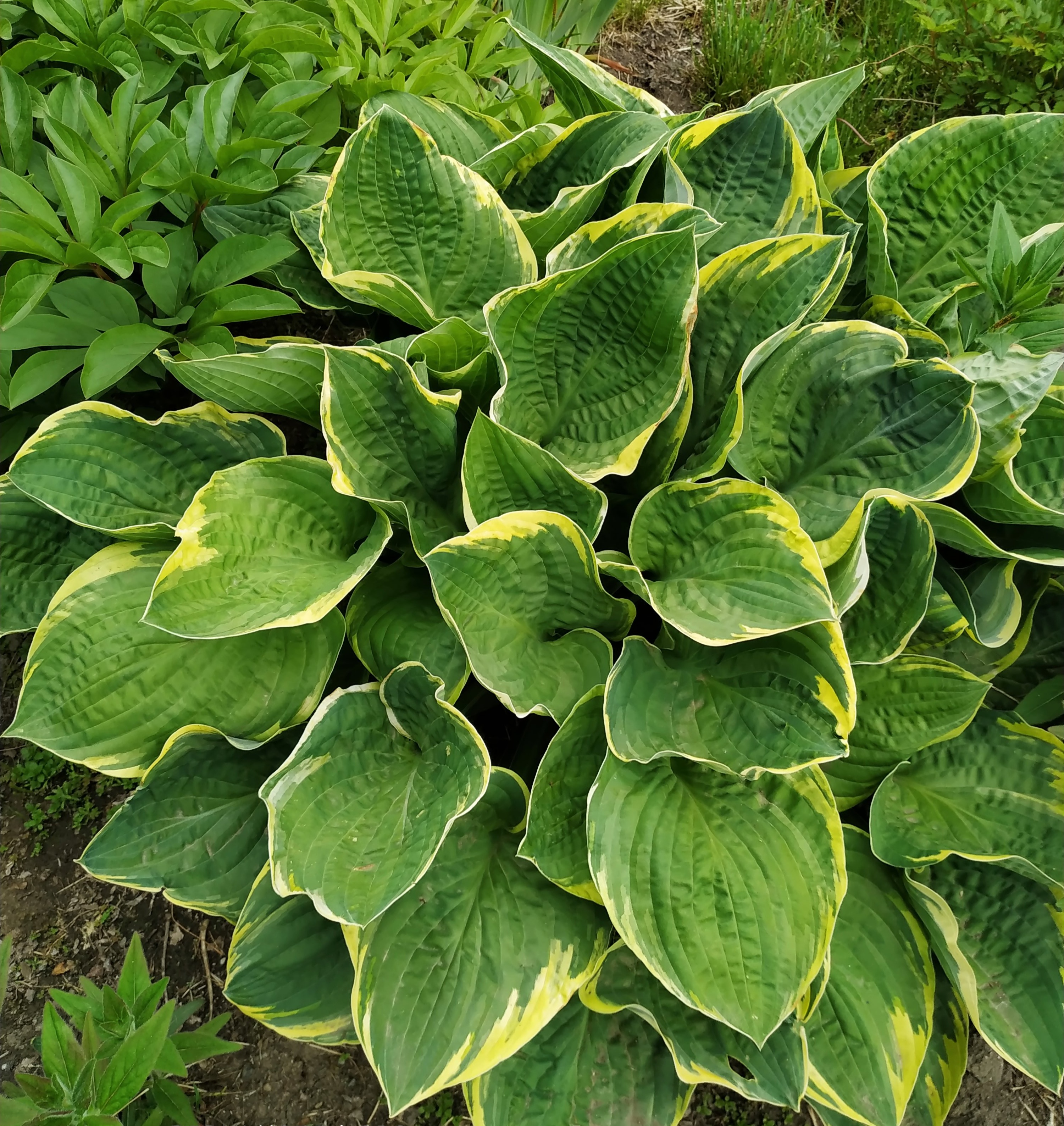 Первый слайд