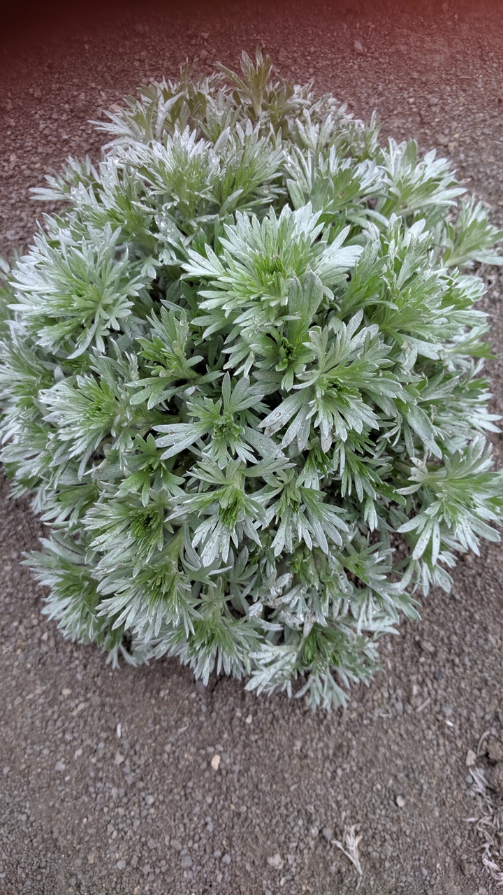 Первый слайд