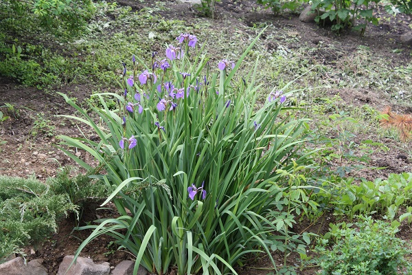 Первый слайд