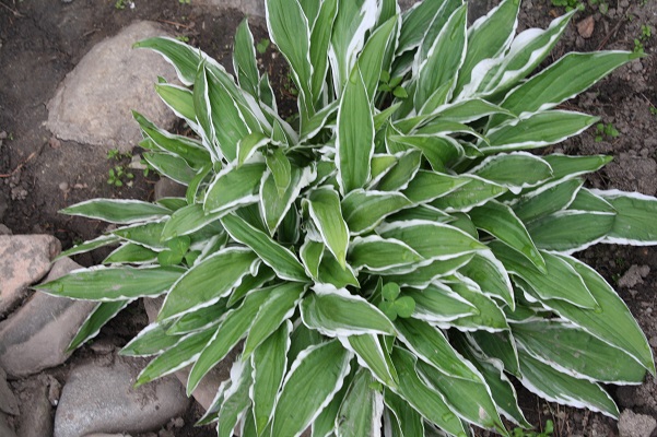 Первый слайд