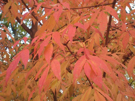 Первый слайд