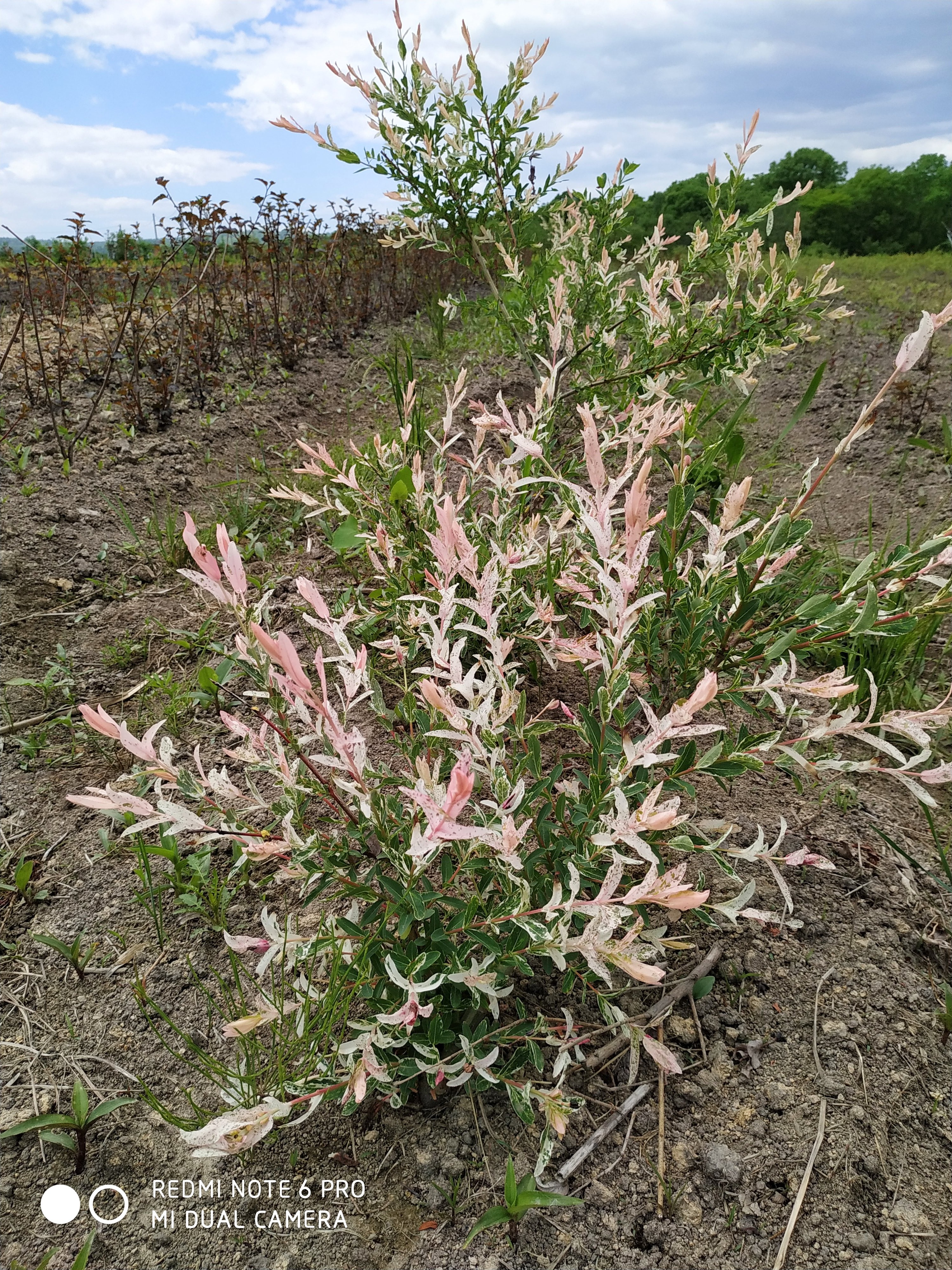 Первый слайд