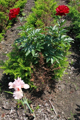 Первый слайд