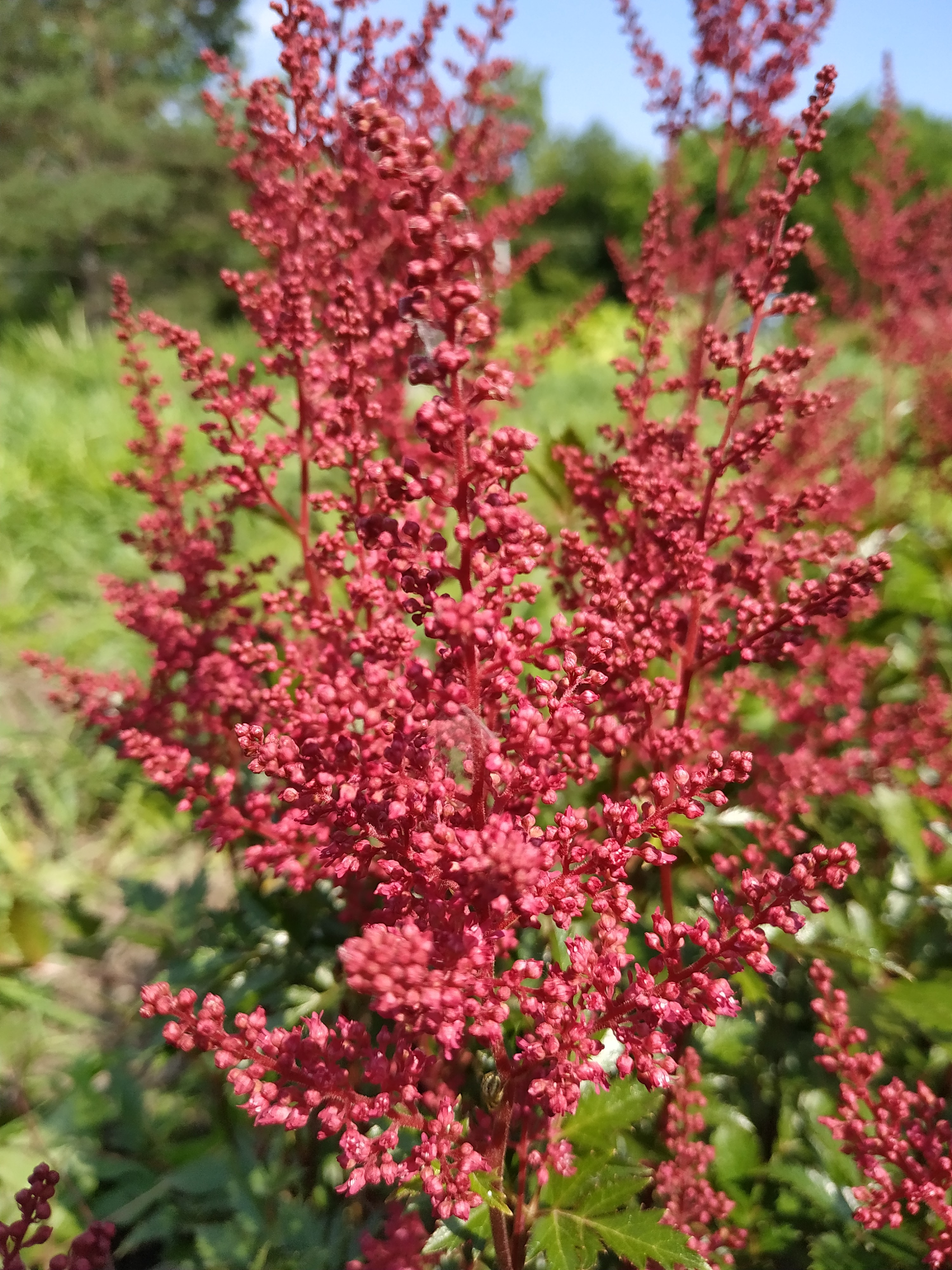 Первый слайд