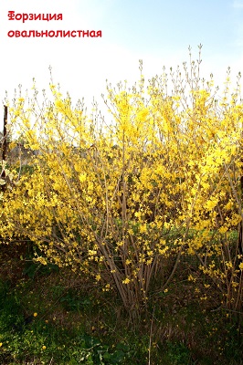 Первый слайд