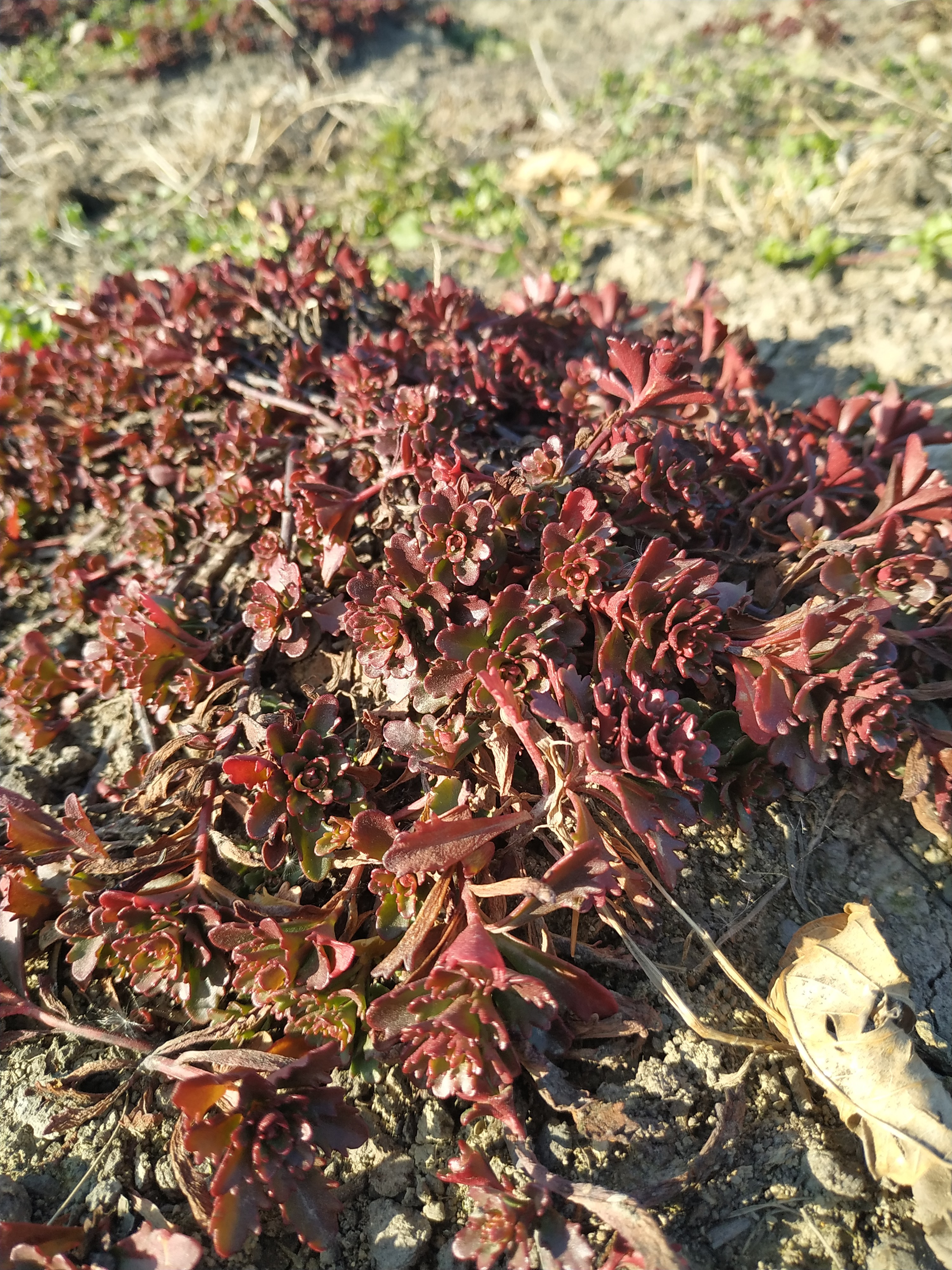 Первый слайд