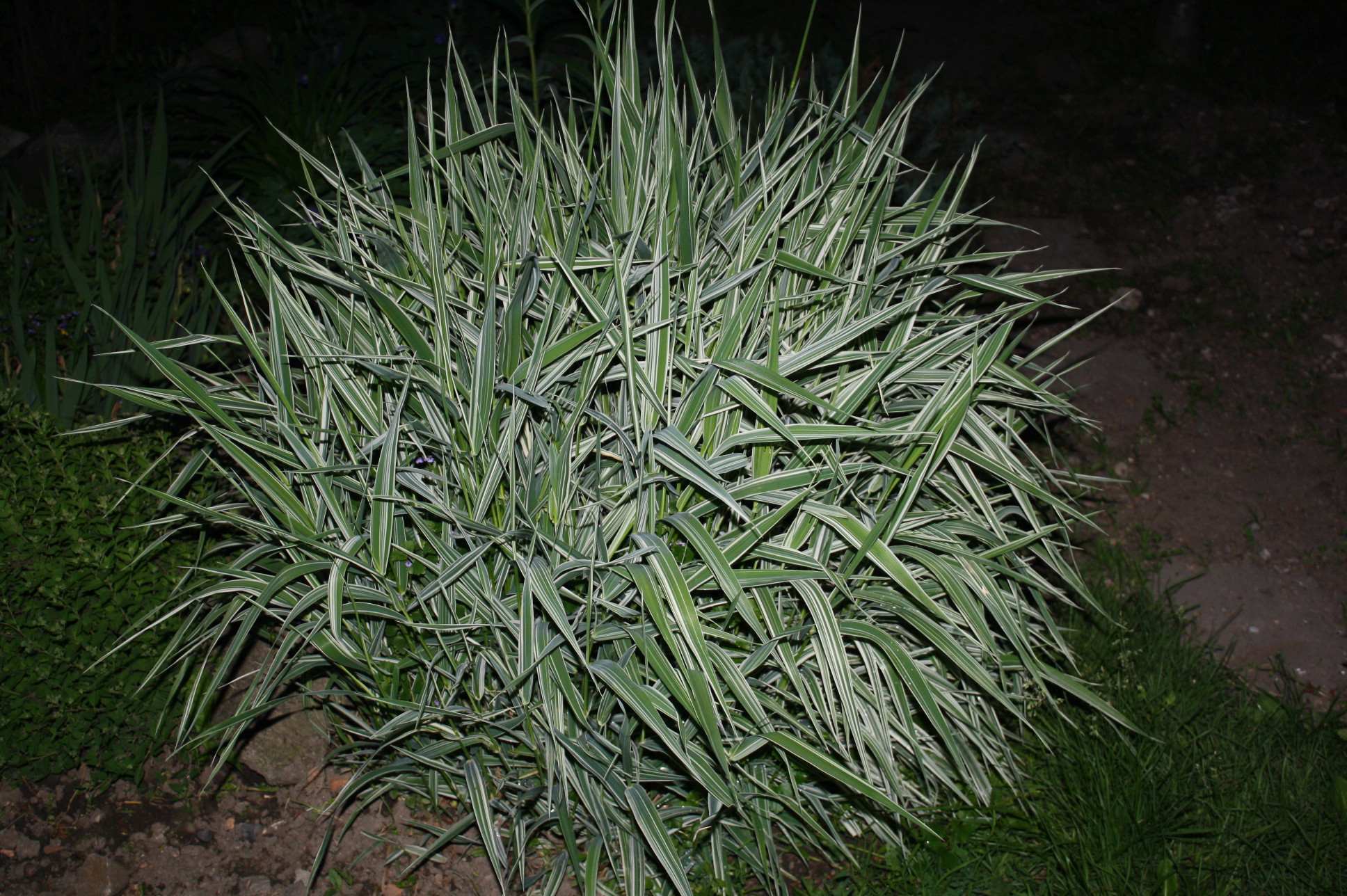 Первый слайд