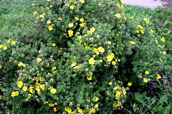 Первый слайд