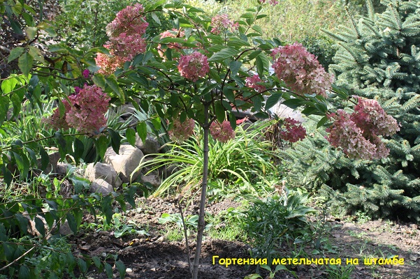 Первый слайд