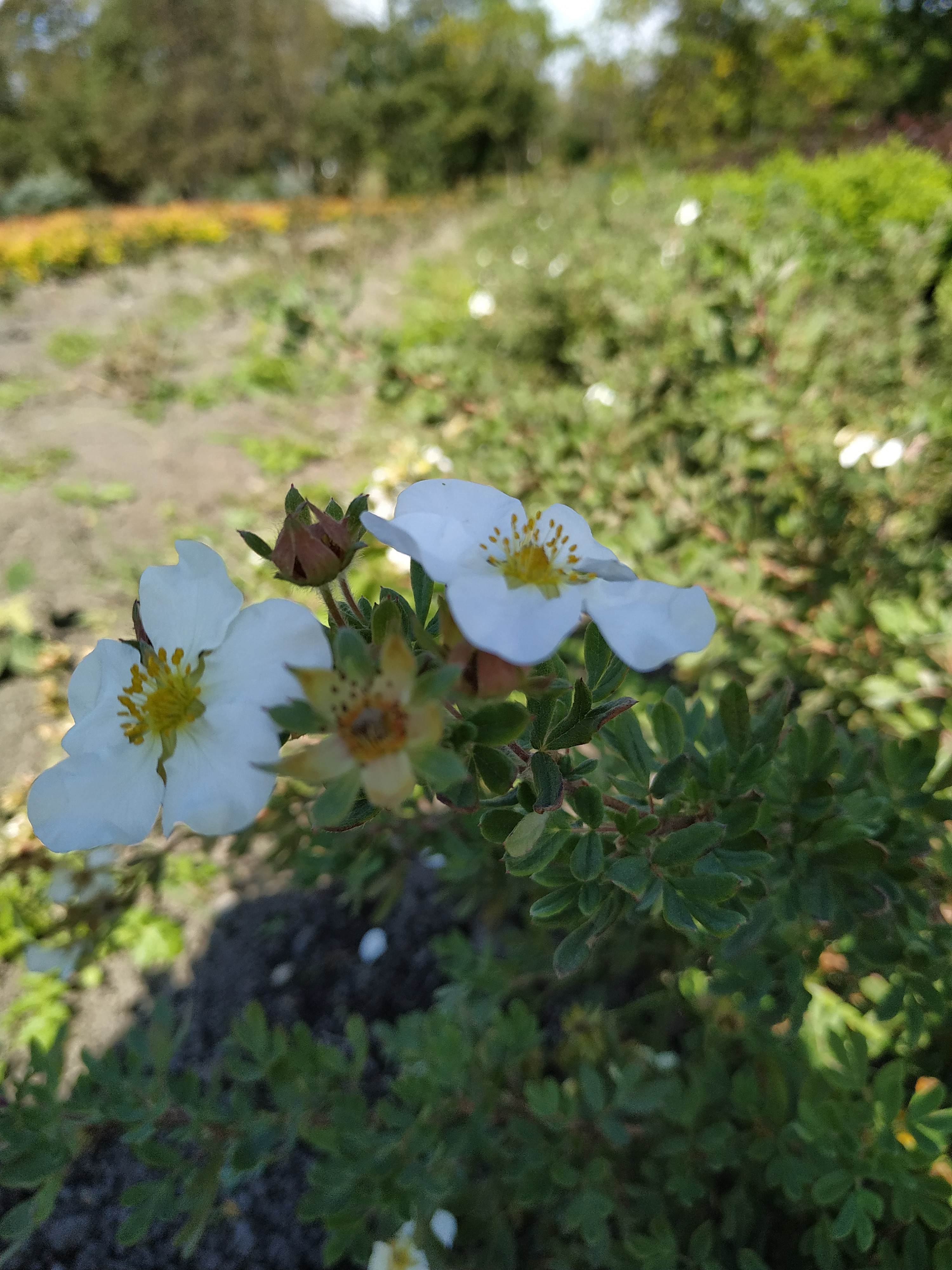 Первый слайд