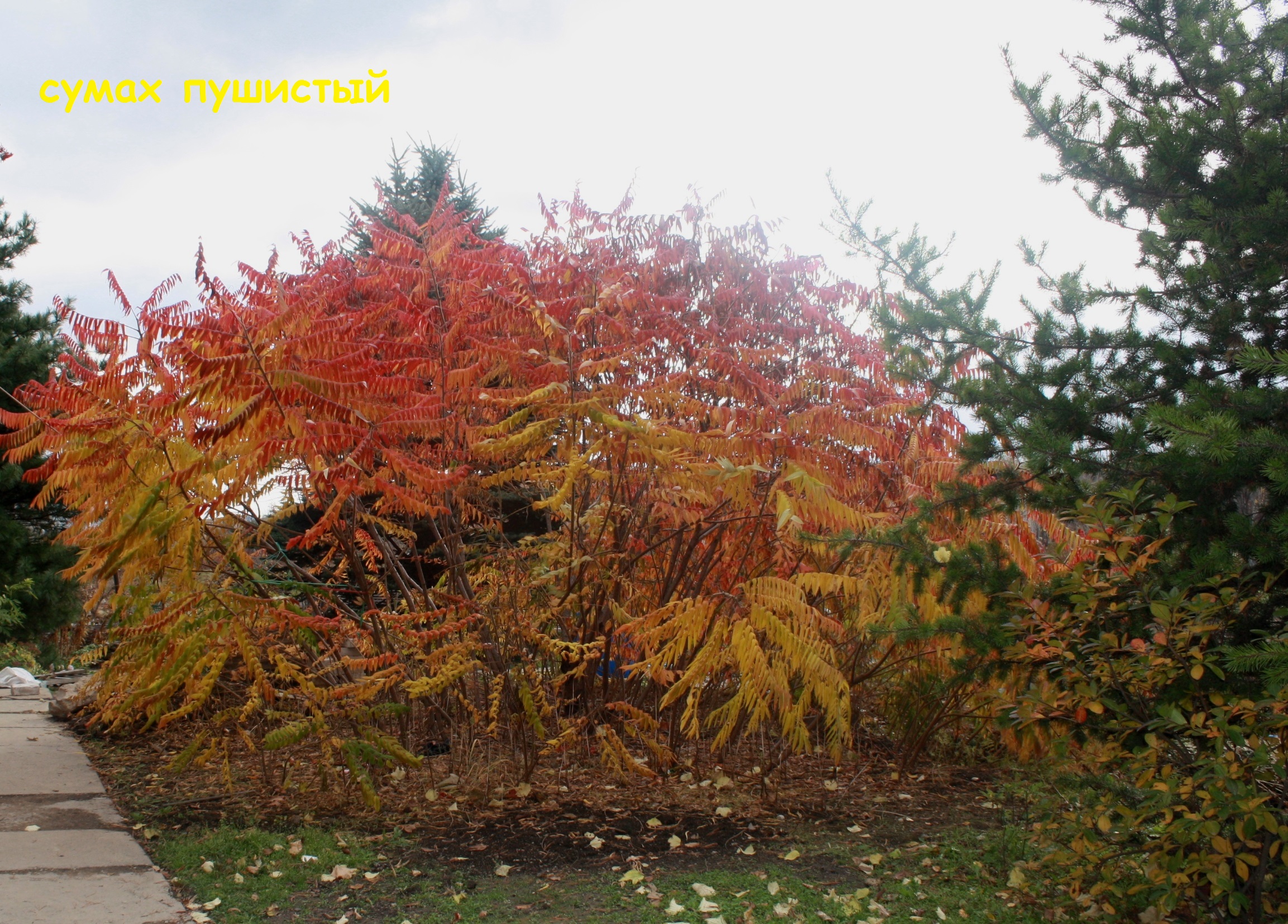 Первый слайд