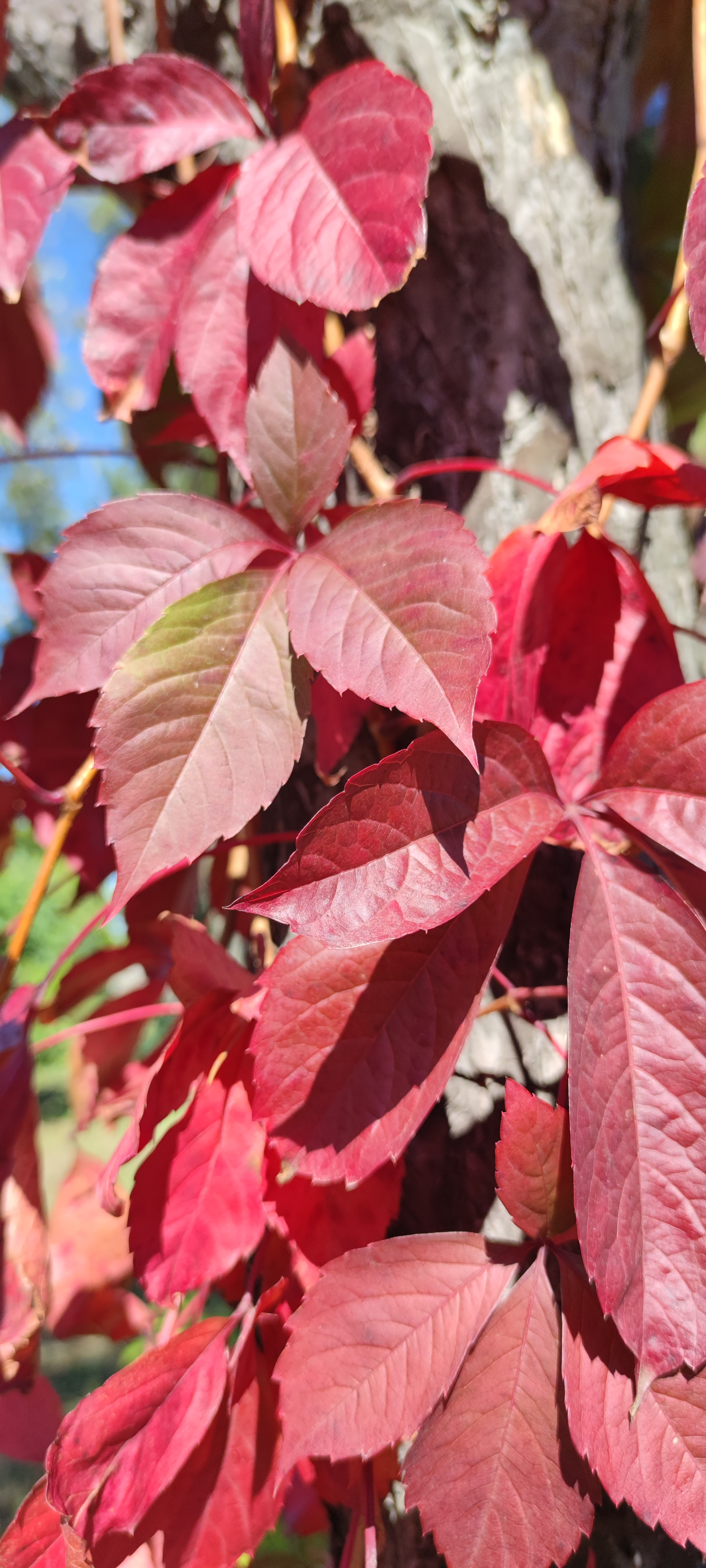 Первый слайд