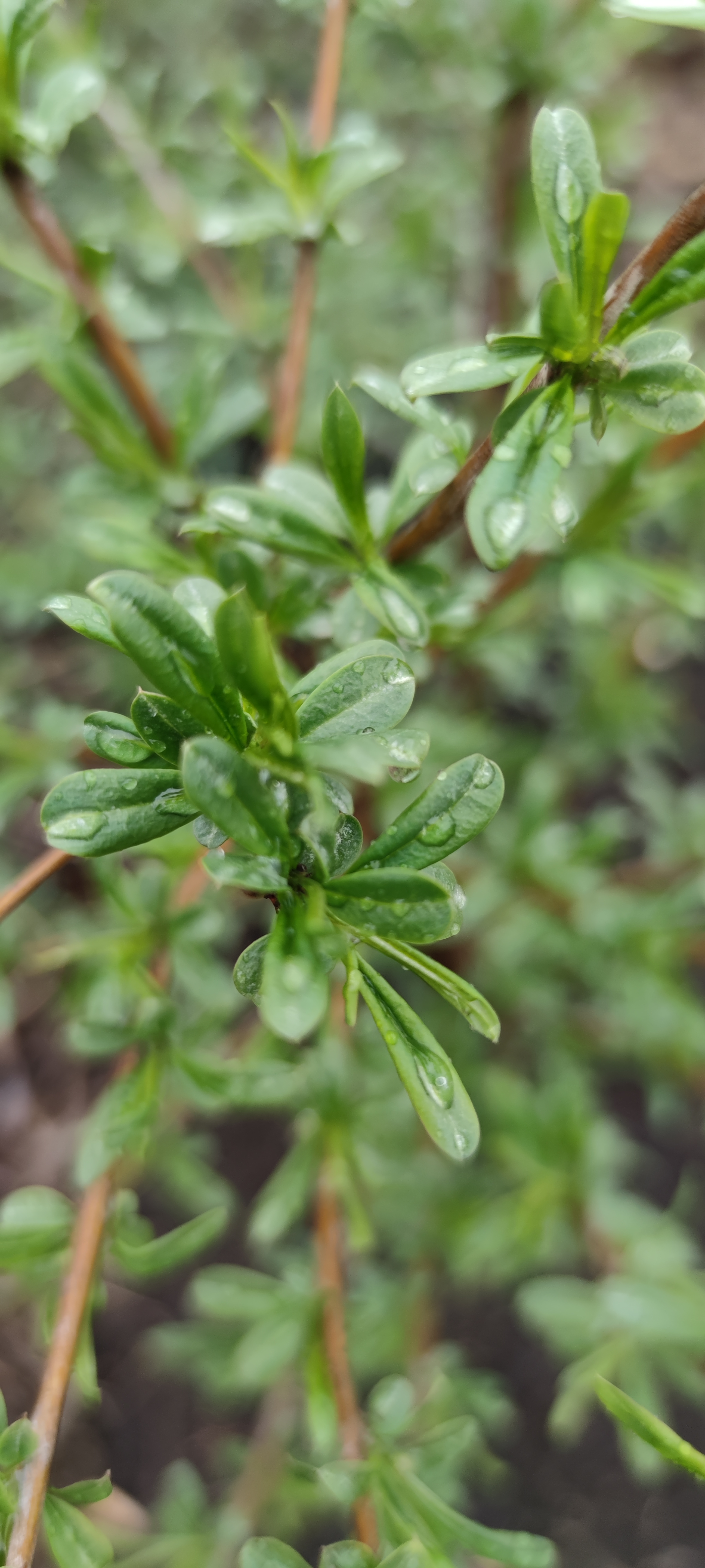 Первый слайд