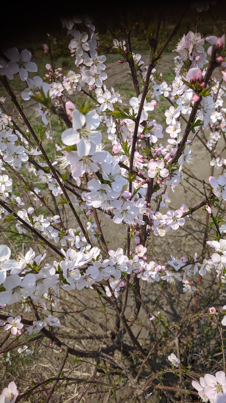 Первый слайд