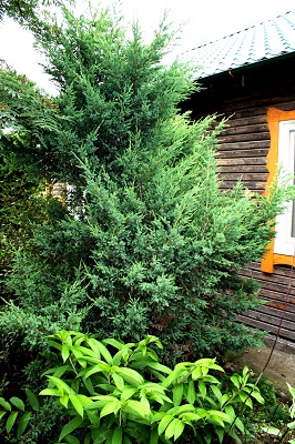 Первый слайд