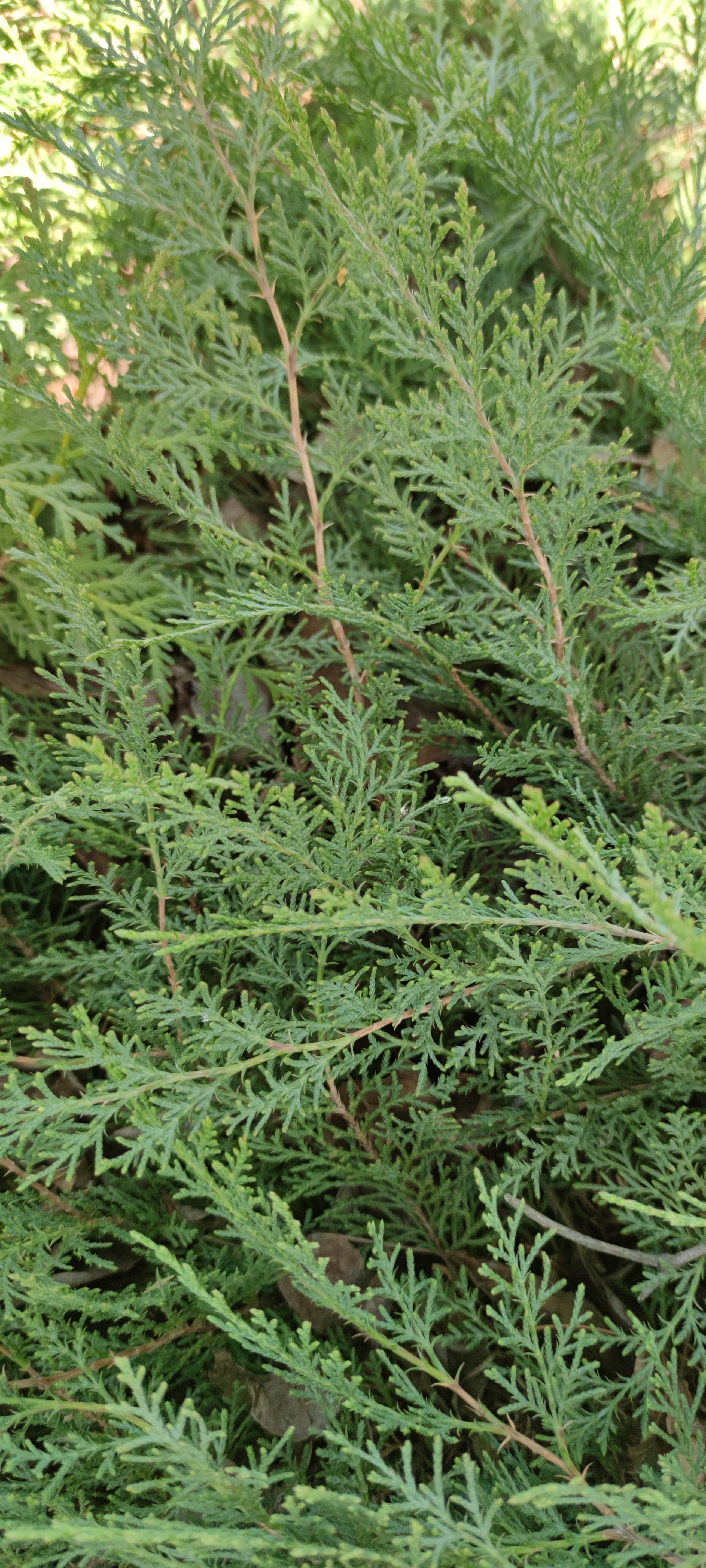 Первый слайд