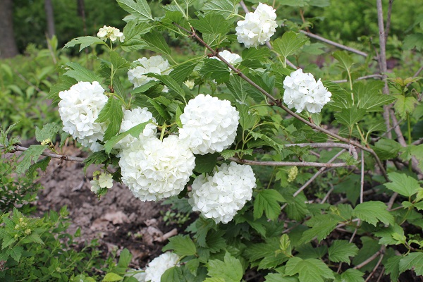 Первый слайд