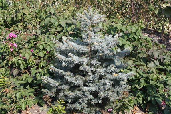 Первый слайд