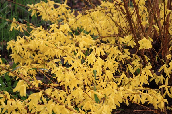 Первый слайд