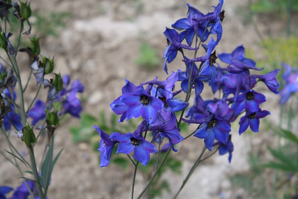 Первый слайд