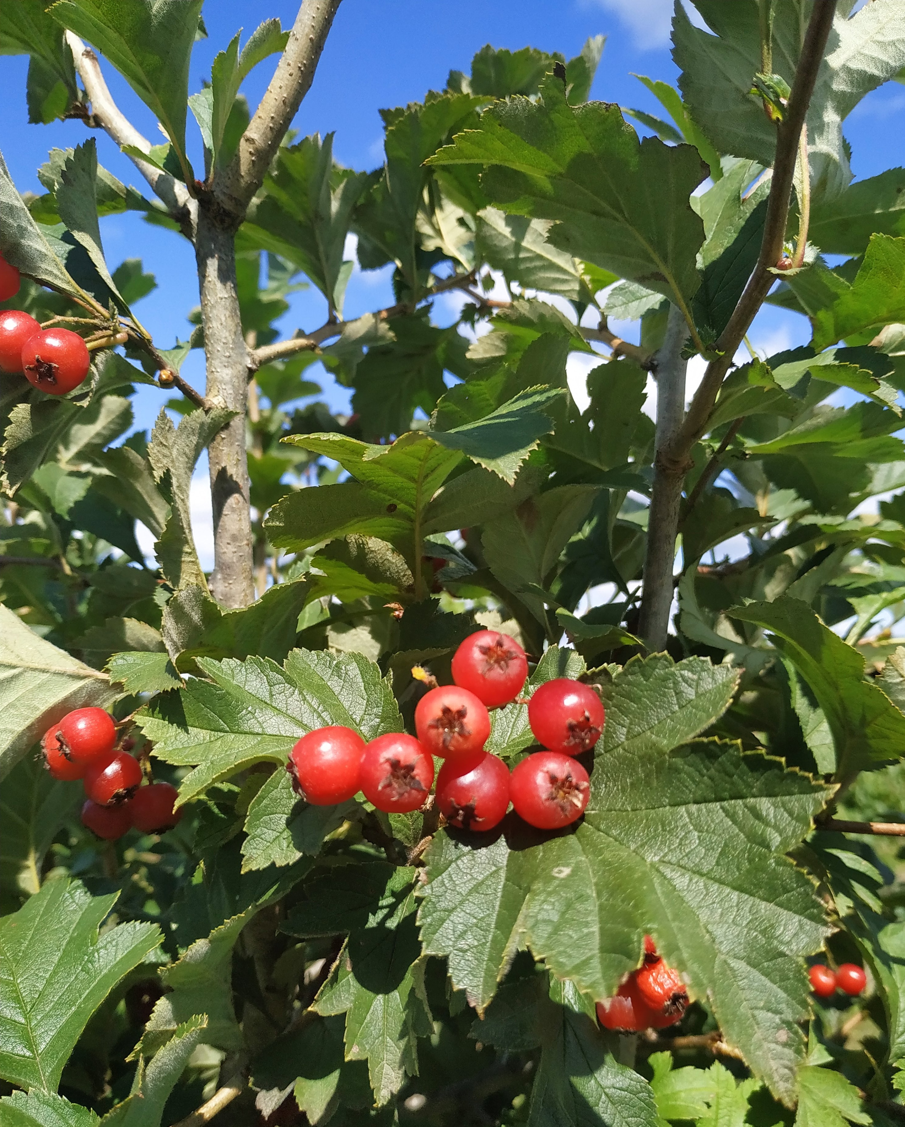 Первый слайд